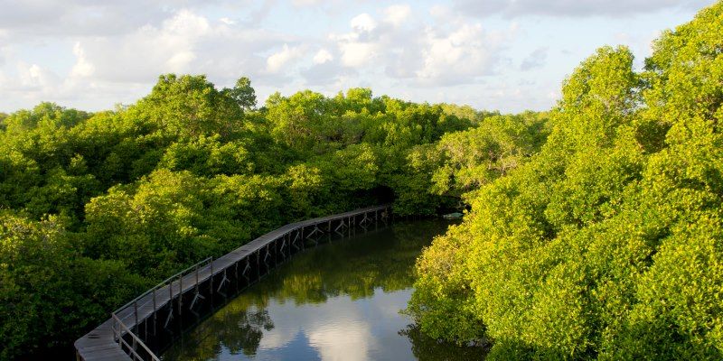 mangrose forest